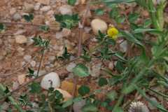 Crotalaria trifoliastrum